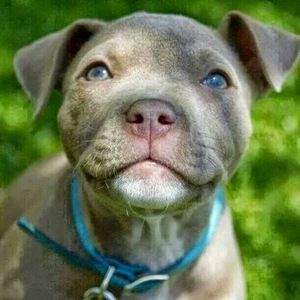 Meet your Posher, Lavina